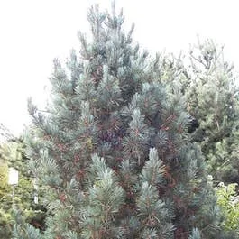 Alpenzeder ‚Glauca‘
