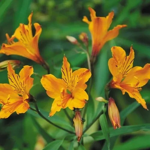 Alstroemeria Aurantiaca