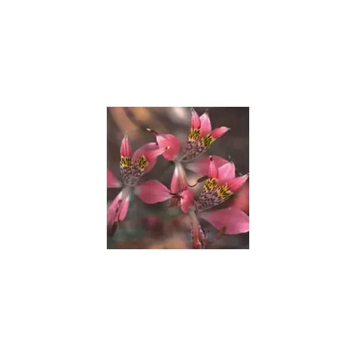 Alstroemeria Hookeri