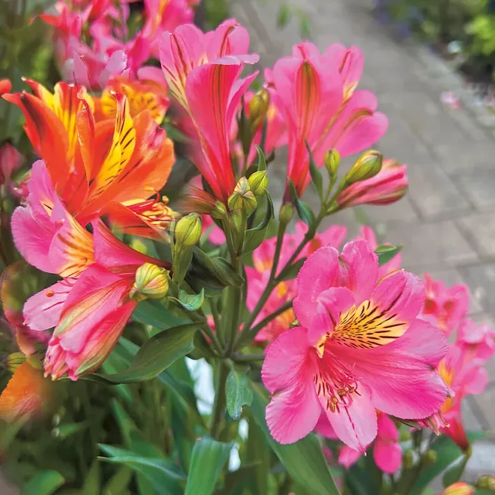 Alstroemeria Summer Rose Bestellnummer 6601199