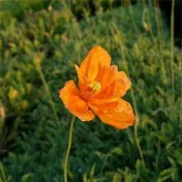 Altas-Mohn (Papaver rupifragum) Orange Feathers / Tangerine Parfait