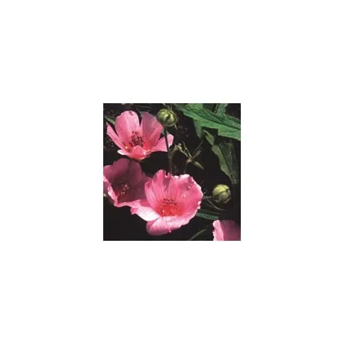 Althaea Cannabina