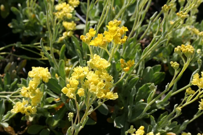 Alyssum saxatile ‚Sulphureum‘ (Felsensteinkraut ‚Sulphureum‘)