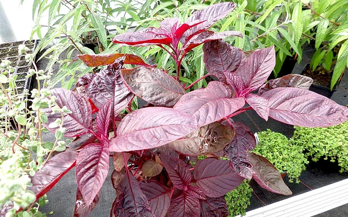 Amarant ‚Hopi Red Dye‘ (Saatgut)