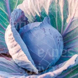 Amarant KS – Rotkohl