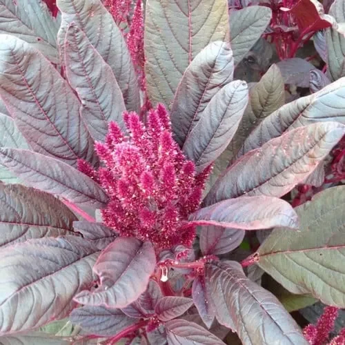 Amaranthus Caudatus Red Devil