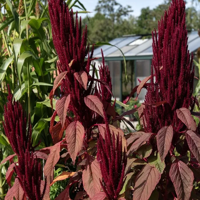 Amaranthus cruentus