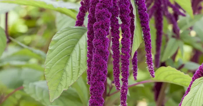 Amaranthus,Fuchsschwanz,rotblättrig