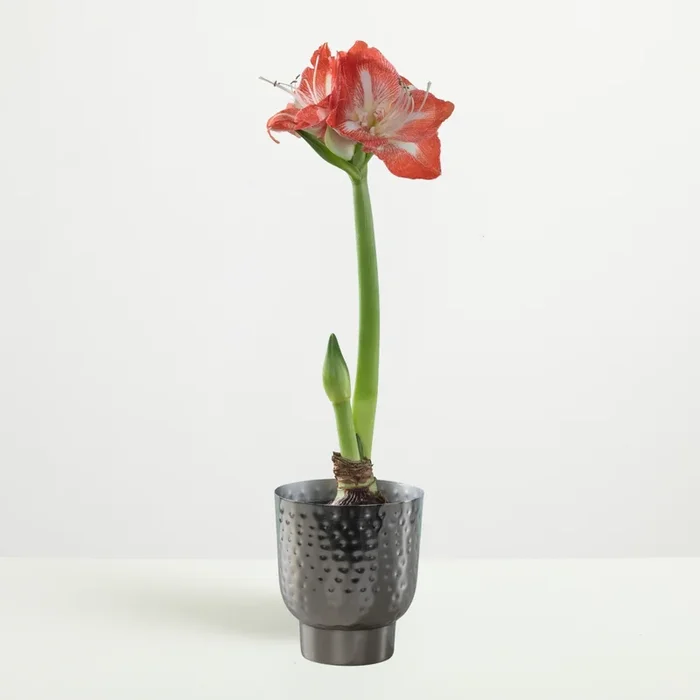 Amaryllis ‚Exotic Striped‘