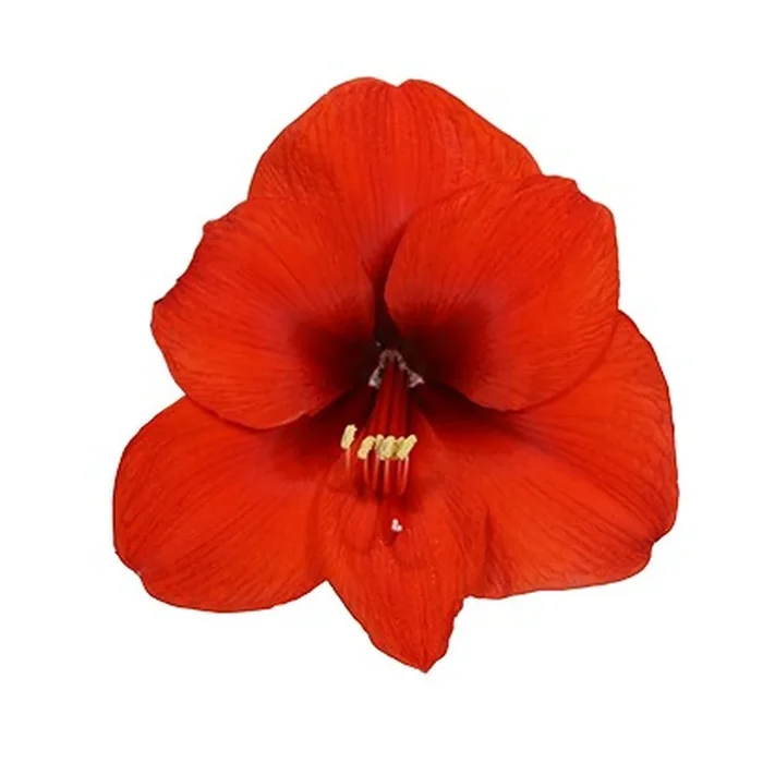 Amaryllis ‚Merry Christmas‘