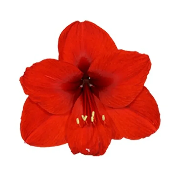 Amaryllis ‚Royal Red‘
