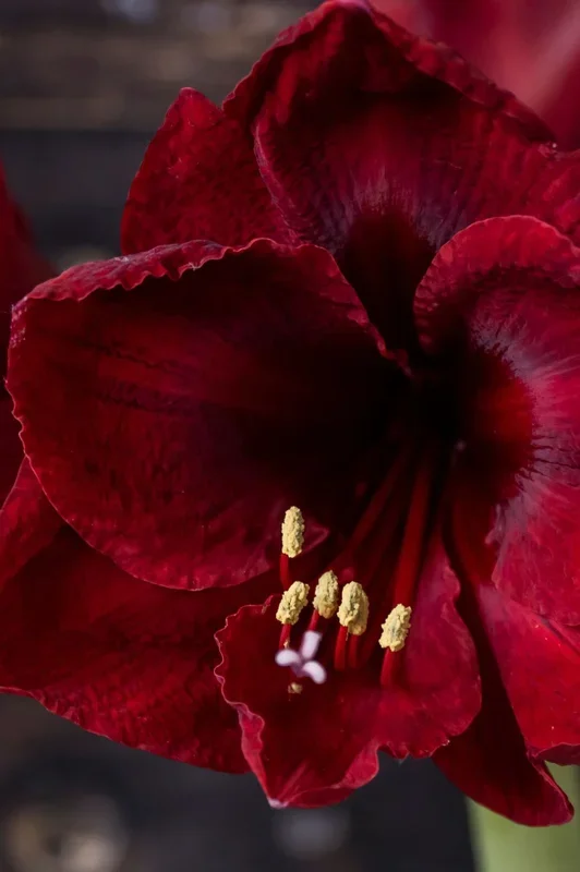Amaryllis „Benfica“