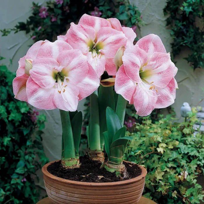 Amaryllis Angelique