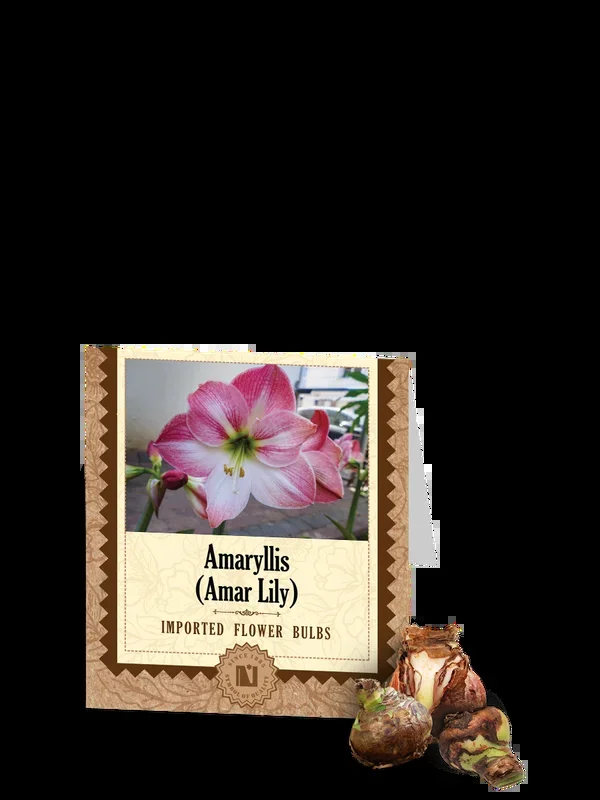 Amaryllis Bulbs (Amar Lily)