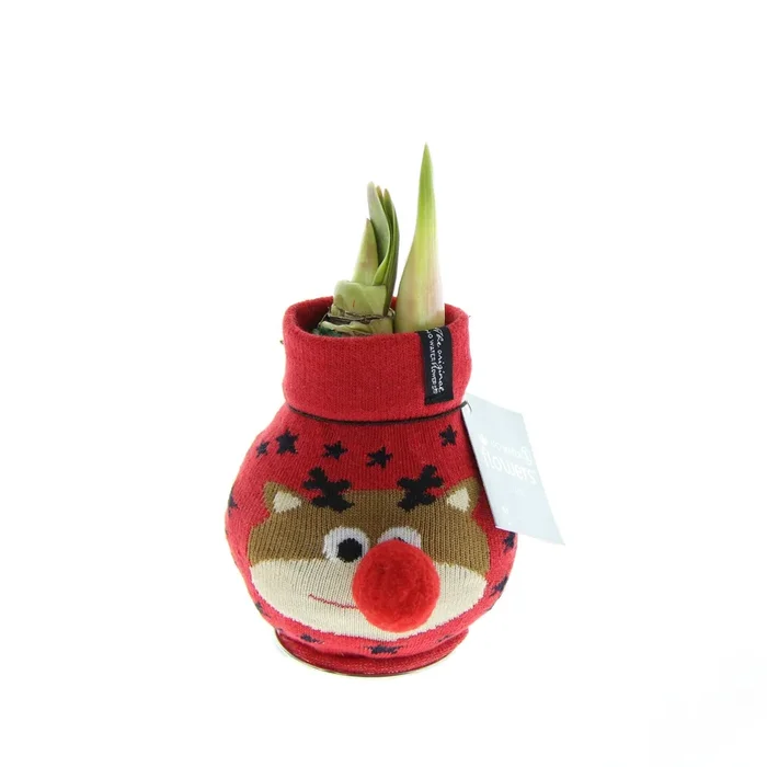 Amaryllis Fashion Xmas Rentier