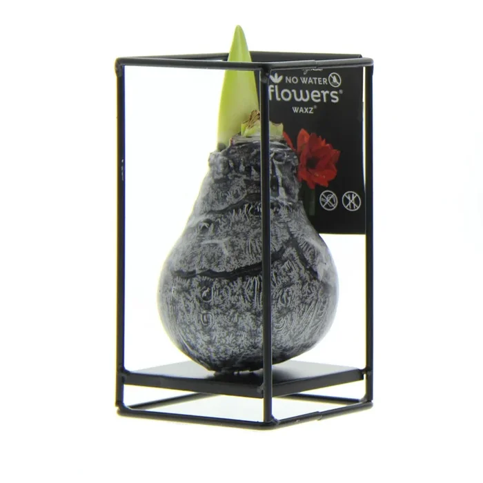Amaryllis Formz Industrial