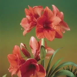 Amaryllis Gold Medal 22/24