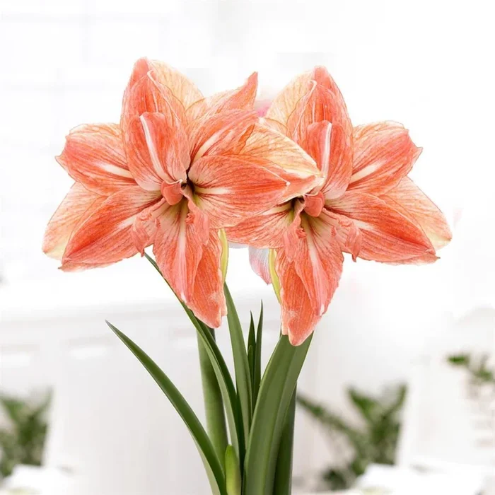 Amaryllis Lady Jane