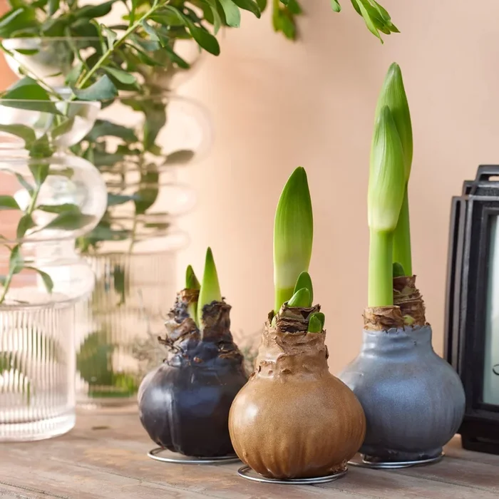 Amaryllis-Mix „Metallic“, 3 Zwiebeln