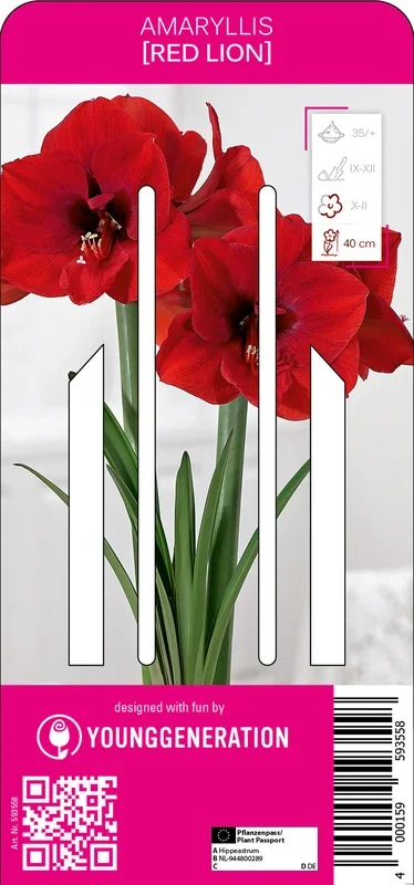 Amaryllis Red Lion (1 Stück)