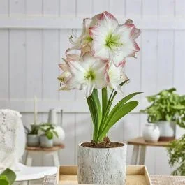 Amaryllis Sofia 26/28