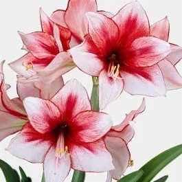 Amaryllis Temptation 24/26