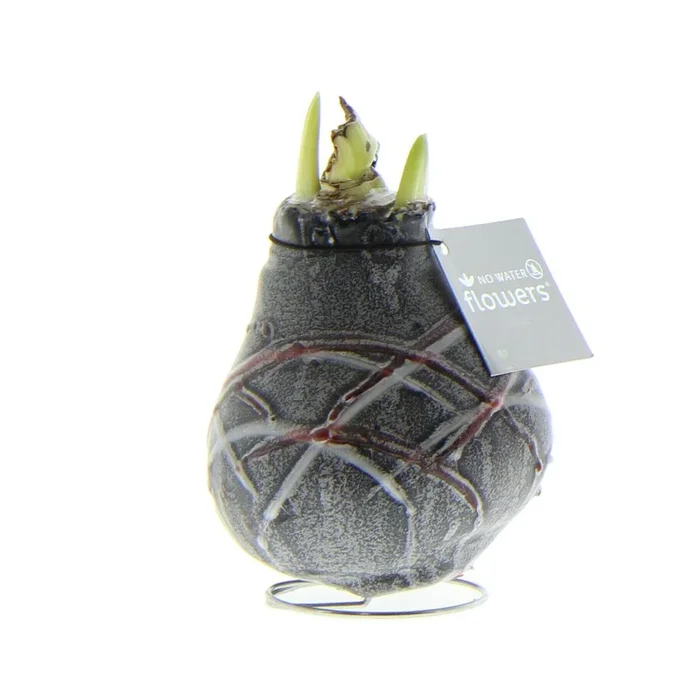 Amaryllis Waxz® Art v. Gogh, gewachst schwarz