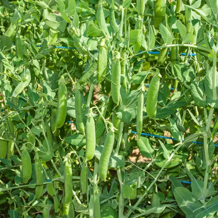 Ambassador Bio-Gemüse-Samen