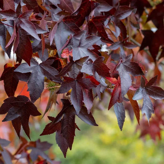 Amberbaum ‚Worplesdon‘