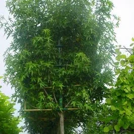 Amberbaum als Spalierbaum (Liquidambar styraciflua ‚Worplesdon‘)