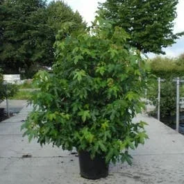 Amberbaum als Strauch (Liquidambar styraciflua)