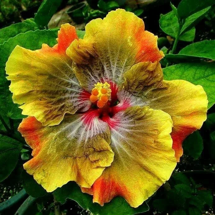 American Varitey- Hibiscus Flower Plant