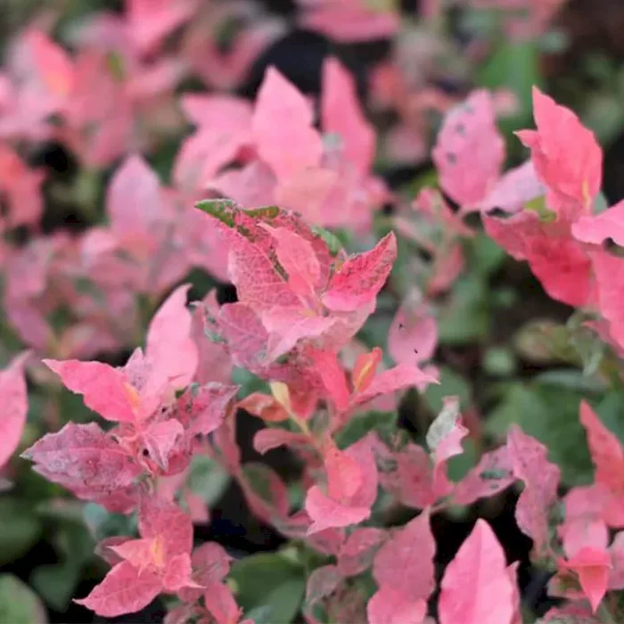 Amerikanische Heidelbeere ‚Flamingo‘ Vaccinium corymbosum ‚Flamingo‘ – Bestellnummer 4412870