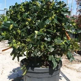Amerikanische Stechpalme als Ballen (Ilex ‚Nellie R Stevens‘)
