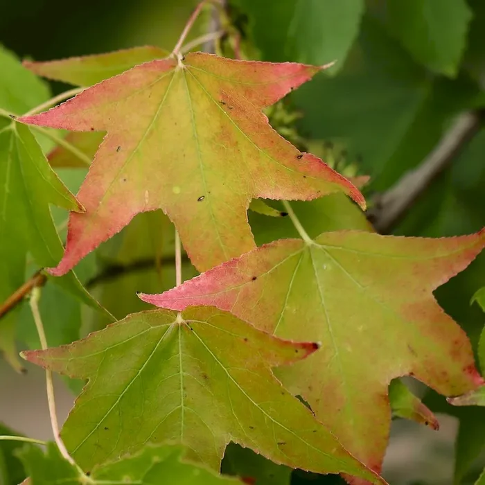 Amerikanischer Amberbaum – Liquidambar styraciflua