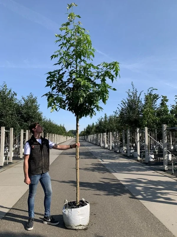 Amerikanischer Amberbaum ‚Palo Alto‘