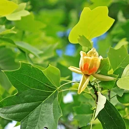 Amerikanischer Tulpenbaum Hochstamm