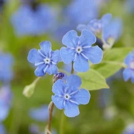 Amerikanisches Vergissmeinnicht (Omphalodes verna)