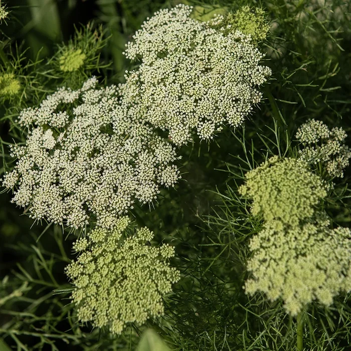 Ammi visnaga