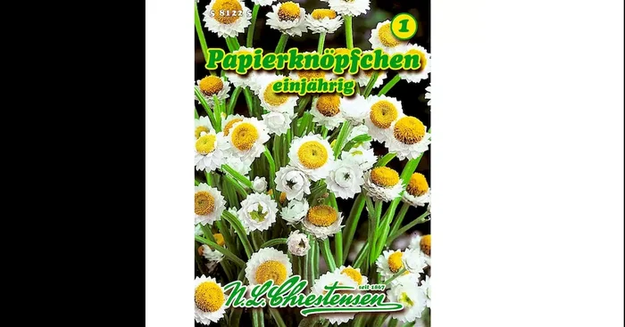 Ammobium Papierknöpfchen