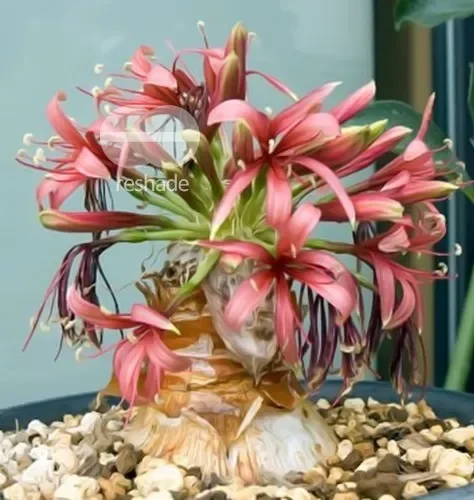 Ammocharis coranica