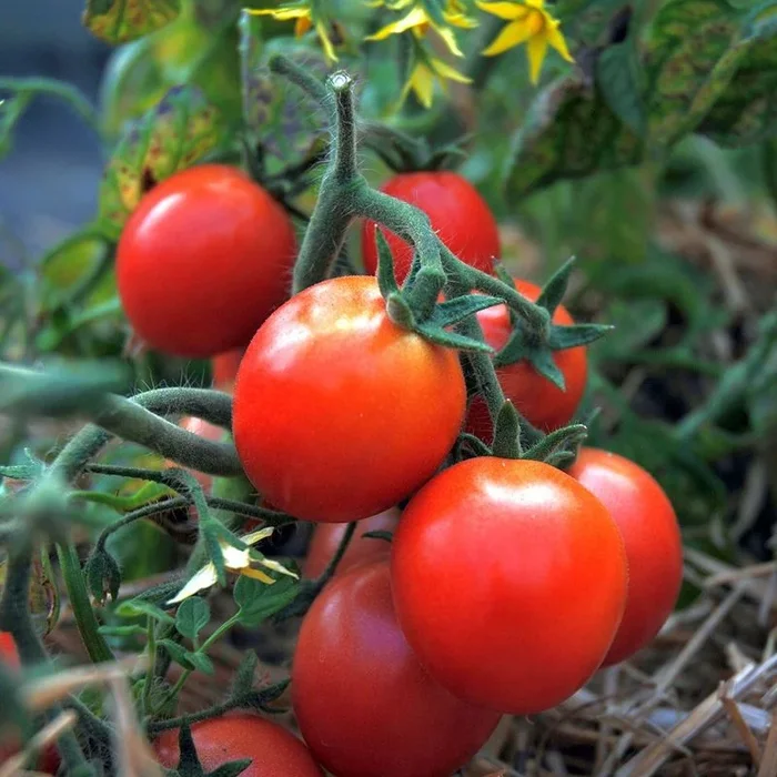 Ampel­tomate