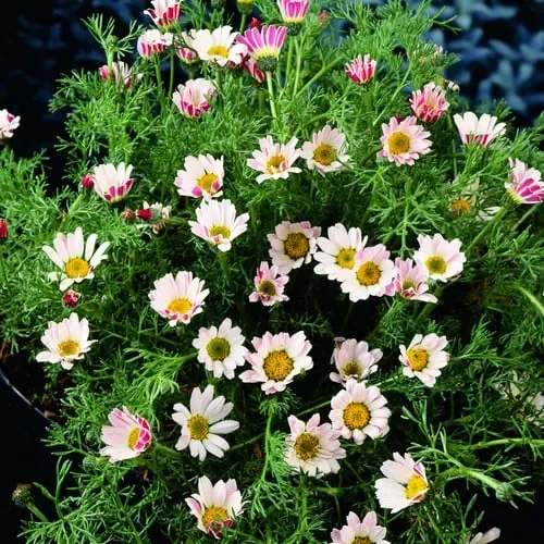 Anacyclus Depressus ‚Garden Gnome‘
