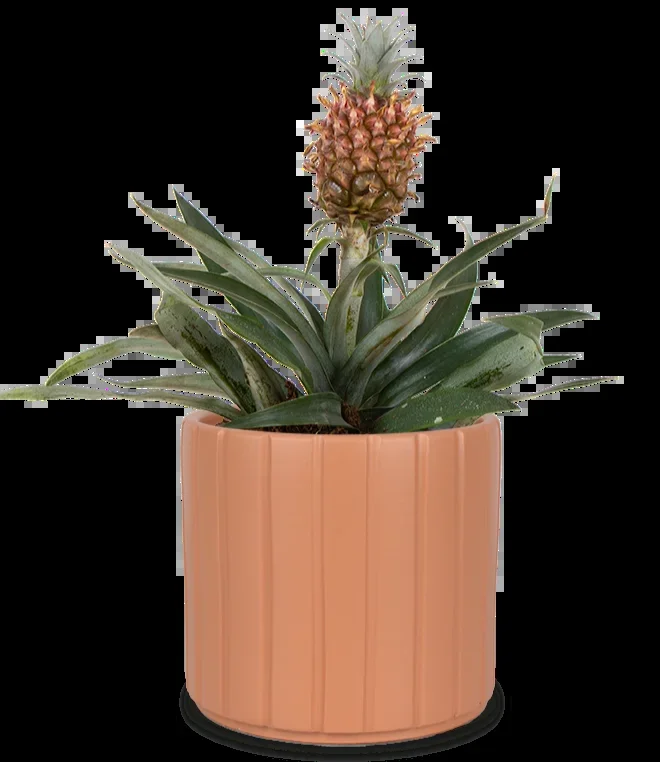 Ananas comosus „mi amigo“ (Ananaspflanze) (S)
