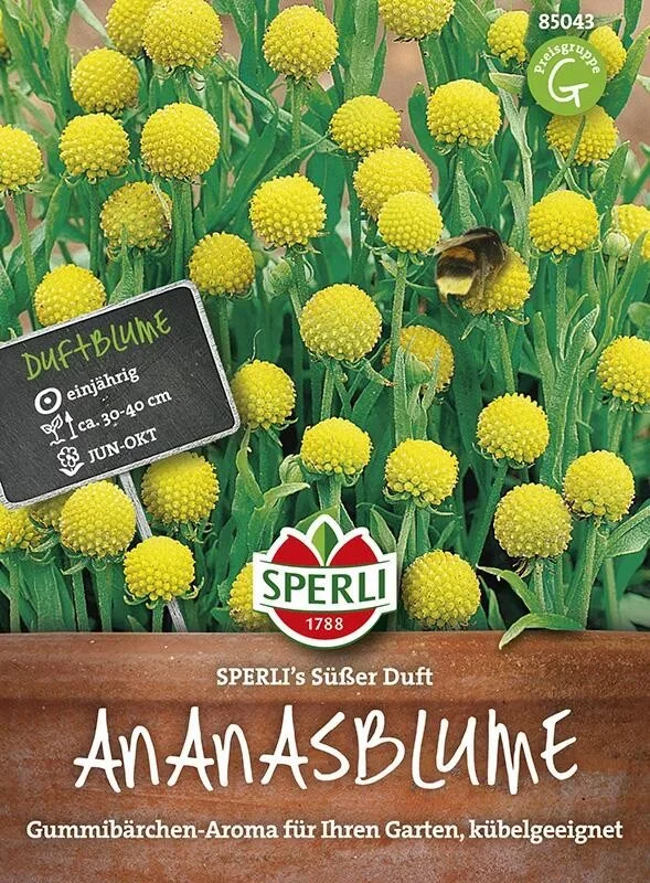 Ananasblume (Cephalophora) SPERLING`s Süßer Duft, einjährig & pflegeleicht