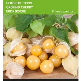 Ananaskers Physalis pruinosa