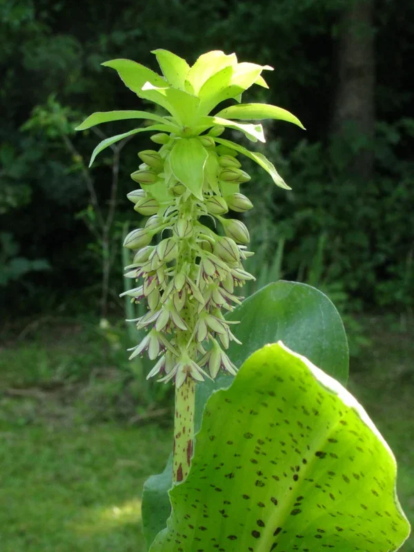 Ananaslilie, Schopflilie – Eucomis bicolor