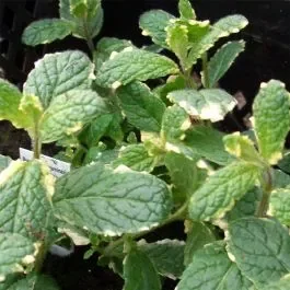 Ananasminze (Mentha suaveolens) Varigata