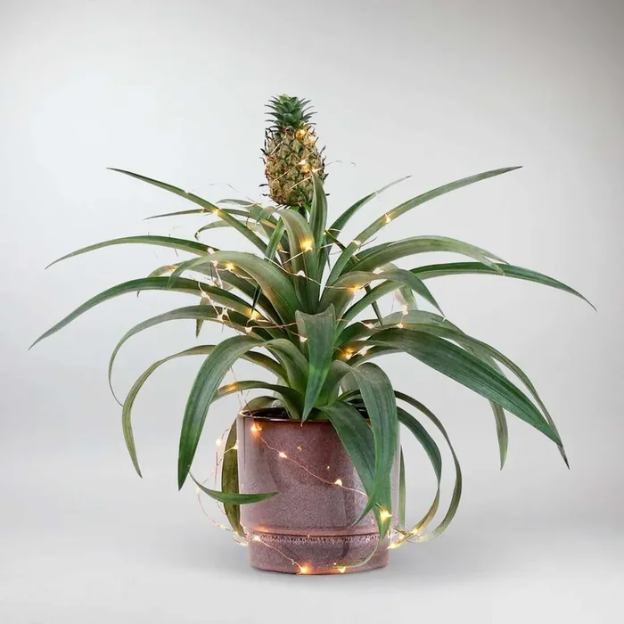 Ananaspflanze – Ananas comosus