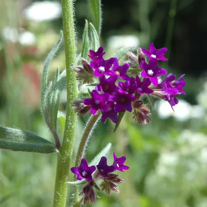 Anchusa officinalis